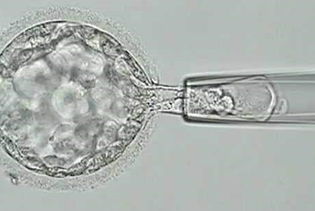 mosaic embryo