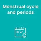 Menstrual cycle